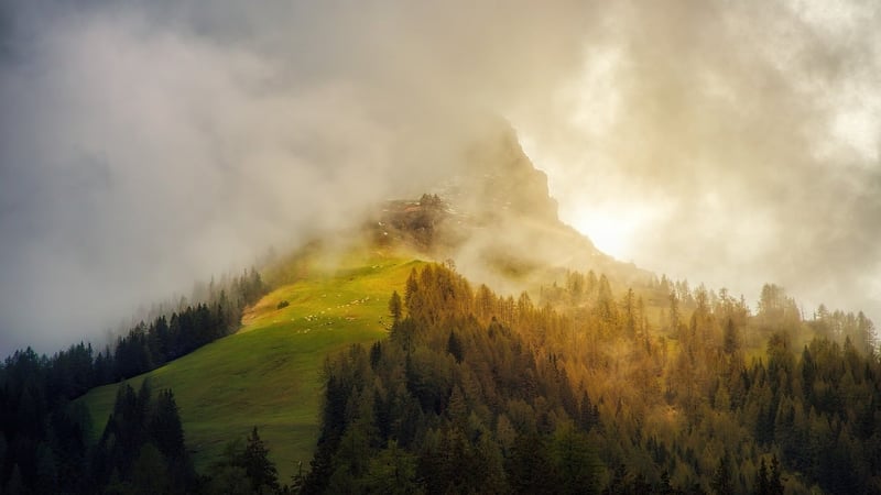 Jungle Landscape
